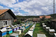 Все пчелы дома