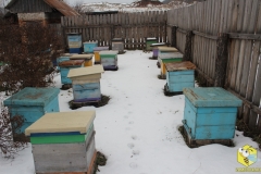 Убираем пчел на зимовку, 2014