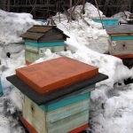 Выставленные пчелиные семьи
