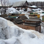 Выставленные пчелиные семьи