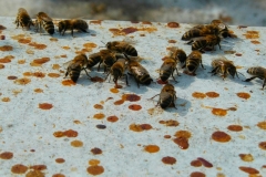 Первый облет пчел после долгой зимы