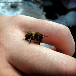 Первый облет пчел после долгой зимы