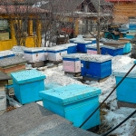 Выставление пчел из омшаников