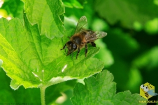 Пчела пьет воду из капли на листке. Некоторые пчелы заняты сбором пыльцы, другие пчелы специализируются на сбор воды, но это отнюдь не так просто. Это опасное занятие для пчел, часто можно увидеть мертвых пчел, которые упали в воду и утонули.