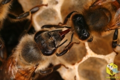 Две пчелы передают рот в рот пищу, такая передача у насекомых называется trophallaxis. Пчелы не только передают продукты питания, но также множество химических веществ, гормонов, которые помогают общаться колонии.
