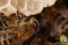 Строительство пчелиного гнезда. Пчелы используют 8-9 килограммов меда и пыльцы, чтобы произвести один килограмм воска. Воск вырабатывается восемью брюшными железами. Железы выпускают крошечные пятнышки, размером - 0,2 мм. Рамка из 80000 ячеек требуется 80000 часов работы и состоит из 991 000 пятнышек воска.