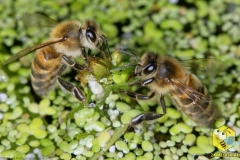 На поверхности ряски, пчелы заполняют свой хоботок водой, чтобы принести воду в улей. Пчелиной семье нужно 1-2 литров воды в день, в середине лета. Эта вода в основном нужна для выращивания расплода и охлаждения гнезда в жару.