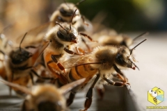 Свесившись из улья, пчелы висят друг на друге, чтобы лучше пропускать поток воздуха, который они гонят в улей в результате взмахивания крыльями. Пчелы циркулируют воздух, когда температура в улье слишком высокая.