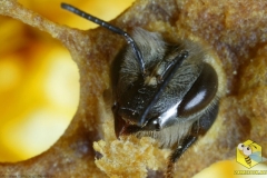 Используя свои мощные челюсти, это пчела только что прогрызла восковую крышечку, которая защищает будущую пчелу в процессе её превращения из личинки в нимфу.