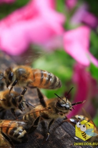 Пчела-сторож охраняет свой улей. Стоя на задних лапах, она контролирует пчел, которые летят в улей, чтобы убедиться, что пчела принадлежит к их колонии. Такая позиция пчелы выражает потенциальную опасность. Сильное обоняние у пчел позволяет им идентифицировать друг друга.