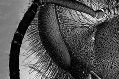 Фронтальный вид пчелы. Увеличение в 22 раза.  Тело пчелы покрыто волосками, они особенно помогают при сборе пыльцы. Кстати это делает Apis MELLIFERA (Пчелу медоносную) отличным опылителей.