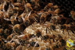 Численность пчелиной семьи. Сильная семья насчитывает до 40 000 пчел во время главного взятка. 300 - 400 пчел умирают каждый день. Таким образом семья полностью обновляется за 4 месяца. Есть два вида пчел - летняя летная пчела, которая живет 5 - 6 недель. И зимняя пчела, которая идет в зимовку, живет 6 - 8 месяцев.