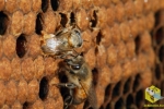 Рождается пчела быстро. После того, как она прогрызает челюстями восковую крышку, молодой пчеле удается освободить передние ножки. Она подтягивается и извлекает оставшуюся часть своего тела.