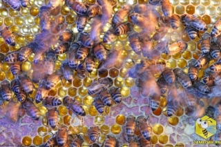 Оставленные без присмотра рамки с мёдом во время слабого взятка или в безвзяточный период могут спровоцировать воровство на пасеке. Пчелы становятся агрессивнее, их возбуждение передается всем пчелам на пасеке. На помощь приходит пчеловод. Он либо уносит соты в закрытое помещение либо накрывает их влажной тряпкой. Во время воровства на пасеке сильная семья может ограбить слабую.