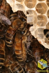 Строительство пчелиного гнезда. Пчелы используют 8-9 килограммов меда и пыльцы, чтобы произвести один килограмм воска. Воск вырабатывается восемью брюшными железами. Железы выпускают крошечные капельки, размером - 0,2 мм. Рамка из 80000 ячеек требуется 80000 часов работы и состоит из 991 000 капелек воска. На пасеках должны быть запасы суши (отстроенных рамок). Они сильно облегчают жизнь пчел