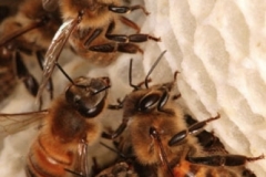 Пчелы отстраивают из воска ячейки гексагональной формы. Толщина стенок 0,073 мм. Усики помогают пчелам строить геометрически правильную сотовую ячейку.