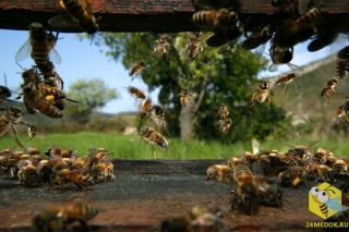 На фотографии изображены пчелы-сборщицы, которые возвращаются в улей с обножкой. Обножку пчелы обычно собирают утром. С разных цветков пчелы собирают пыльцу разного цвета. Пчела весом около 100 мг. Она способна нести до 70 мг груза за один вылет (40 мг нектара и 30 мг пыльцы). За свою жизнь пчела посещает более 25000 различных цветков. Для того, чтобы собрать 10 кг мёда 1 пчела должна совершить от 800000 до 1 млн. вылетов.