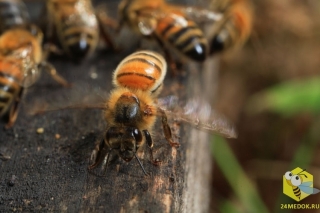 В сильную жару или когда пчелы собрали большое количество нектара, пчелы махают крыльями (вентилируют), чтобы снизить температуру в улье. Нектар содержит 50% влаги. В результате вентилирования влага постепенно уходит. Влажность мёда становится 15 - 17%. Пчелы запечатывают его восковыми крышечками.