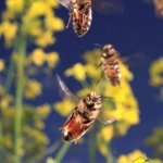 Пчелы-сборщицы летят в свой улей над полем рапса. Мышцы пчелы позволяют ей махать крыльями от 400 до 500 раз в секунду, развивая скорость до 25-30 км/час, неся при этом нектар, прополис либо обножки. Пчела совершает 10-15 вылетов в день. Сборщицы нектара до 150. в течении жизни пчела 5 дней находится в пути, пролетая более 800км.