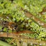 На поверхности ряски, пчелы заполняют свой хоботок водой, чтобы принести воду в улей. Пчелиной семье нужно 1-2 литров воды в день, в середине лета. Эта вода в основном нужна для выращивания расплода и охлаждения гнезда в жару.