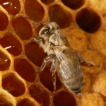 Сразу после рождения, молодые пчелы, еще не полностью пигментированные, резервы меда подходят им для первого приема пищи. Основная пища молодых пчел это пыльца. Она поможет полностью сформировать организм пчелы.   Ежегодно пчелиная семья съедает 15-30 кг перги  и 60-80 кг мёда.