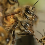 Свесившись из улья, пчелы висят друг на друге, чтобы лучше пропускать поток воздуха, который они гонят в улей в результате взмахивания крыльями. Пчелы циркулируют воздух, когда температура в улье слишком высокая.