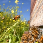 Щедрый трехнедельный период цветения рапса. Пчелиная семья увеличивается. Летной пчелы становится больше. Пчела-сборщица летит обратно в улей с полным зобом нектара. Пчелы, которые находятся на нижнем летке улья заняты вентилированием. Выпаривают лишнюю влагу из улья, регулируют температуру.