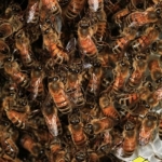 Строительство сотов. Пчелы цепляются друг за друга своими ножками, чтобы образовывать длинные цепочки. Они образуют гроздь вокруг будущего сота, так пчелам легче строить свежие соты. Капли воска выделяются железами, на брюшке пчелы. Затем каждая пчела в своем рту замешивает воск со своей слюной и тщательно растирает его. Полученную строительную смесь пчела соединяет с сотом.