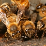 Усики играют важную роль, в общении между пчелами. На усиках находятся органы обоняния, они позволяют пчелам различать пчел, которые живут с ними в одном улье. У каждой пчелиной семьи свой запах. Усиками пчелы так же различают вкусы, улавливают звуки, чувствуют вибрацию, определяют температуру.