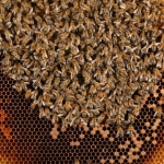 Личинки будущих пчел развиваются в ячейках, где маткой были заложены яйца. Расплод находится в центре улья, пчелы заботяться о сохранении постоянной температуры, сокращая свои грудные мышцы, которые повыщают температуру тела, а следовательно и гнезда. Посредине гнезда стоят рамки с пчелиной пергой (пыльцой). Колонии требуется от 30 до 40 кг пыльцы, что бы варастить молодых пчел. На каждой пасеке есть запасы отстроенных сотов, которые сильно облегчают жизнь пчел.