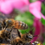 Пчела-сторож охраняет свой улей. Стоя на задних лапах, она контролирует пчел, которые летят в улей, чтобы убедиться, что пчела принадлежит к их колонии. Такая позиция пчелы выражает потенциальную опасность. Сильное обоняние у пчел позволяет им идентифицировать друг друга.