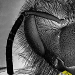 Фронтальный вид пчелы. Увеличение в 22 раза.  Тело пчелы покрыто волосками, они особенно помогают при сборе пыльцы. Кстати это делает Apis MELLIFERA (Пчелу медоносную) отличным опылителей.