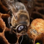 Трутни единственные мужские особи в колонии. В каждой пчелиной семье их несколько сотен. Трутни более крупные, более круглые, более волосатые чем рабочая пчела. Трутень не имеет жало. Они живут в улье с весны до конца лета. Единственная задача трутня - это оплодотворение матки во время облета. Трутни не собирают нектар. В первые дни жизни их кормят пчлы, затем они сами съедают запасы мёда. Трутень съедает 230 мг мёда, рабочая пчела 100мг, матка 240мг в сутки.