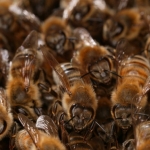 Численность пчелиной семьи. Сильная семья насчитывает до 40 000 пчел во время главного взятка. 300 - 400 пчел умирают каждый день. Таким образом семья полностью обновляется за 4 месяца. Есть два вида пчел - летняя летная пчела, которая живет 5 - 6 недель. И зимняя пчела, которая идет в зимовку, живет 6 - 8 месяцев.