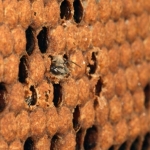 Рождается пчела быстро. После того, как она прогрызает челюстями восковую крышку, молодой пчеле удается освободить передние ножки. Она подтягивается и извлекает оставшуюся часть своего тела.