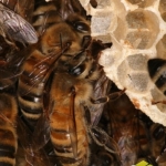 Строительство пчелиного гнезда. Пчелы используют 8-9 килограммов меда и пыльцы, чтобы произвести один килограмм воска. Воск вырабатывается восемью брюшными железами. Железы выпускают крошечные капельки, размером - 0,2 мм. Рамка из 80000 ячеек требуется 80000 часов работы и состоит из 991 000 капелек воска. На пасеках должны быть запасы суши (отстроенных рамок). Они сильно облегчают жизнь пчел