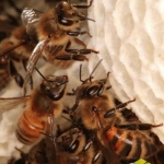 Пчелы отстраивают из воска ячейки гексагональной формы. Толщина стенок 0,073 мм. Усики помогают пчелам строить геометрически правильную сотовую ячейку.