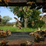 На фотографии изображены пчелы-сборщицы, которые возвращаются в улей с обножкой. Обножку пчелы обычно собирают утром. С разных цветков пчелы собирают пыльцу разного цвета. Пчела весом около 100 мг. Она способна нести до 70 мг груза за один вылет (40 мг нектара и 30 мг пыльцы). За свою жизнь пчела посещает более 25000 различных цветков. Для того, чтобы собрать 10 кг мёда 1 пчела должна совершить от 800000 до 1 млн. вылетов.