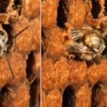 Используя свои мощные челюсти, это пчела только что прогрызла восковую крышечку, которая защищает будущую пчелу в процессе её превращения из личинки в куколку.