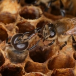 Пчела встречает трутня, во время его рождения. Пчелы будут кормить трутней непосредственно из своих уст, чтобы новорожденный набрался сил и вылез из ячейки. Невооруженным глазом видно, разницу в размерах пчелы и трутня. Глаз рабочей пчелы имеет 4500 шестигранников, а глаз трутня 7500. Улучшенная острота зрения у трутня необходима ему, чтобы находить матку во время спаривания.