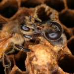 Пчела встречает трутня, во время его рождения. Пчелы будут кормить трутней непосредственно из своих уст, чтобы новорожденный набрался сил и вылез из ячейки. Невооруженным глазом видно, разницу в размерах пчелы и трутня. Глаз рабочей пчелы имеет 4500 шестигранников, а глаз трутня 7500. Улучшенная острота зрения у трутня необходима ему, чтобы находить матку во время спаривания.
