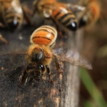 В сильную жару или когда пчелы собрали большое количество нектара, пчелы махают крыльями (вентилируют), чтобы снизить температуру в улье. Нектар содержит 50% влаги. В результате вентилирования влага постепенно уходит. Влажность мёда становится 15 - 17%. Пчелы запечатывают его восковыми крышечками.