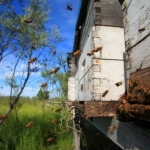 Пчелы на пути к улью во время обильного выделения нектара.
