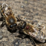 Клещ Варроа на пчеле