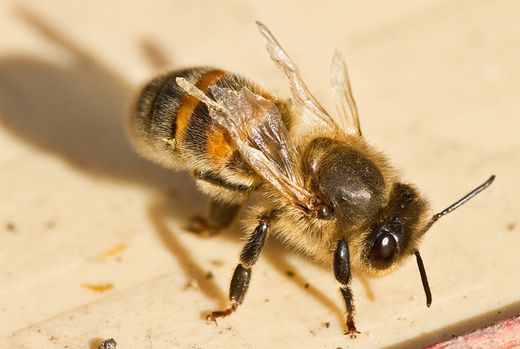 Пчела с деформированным крылом