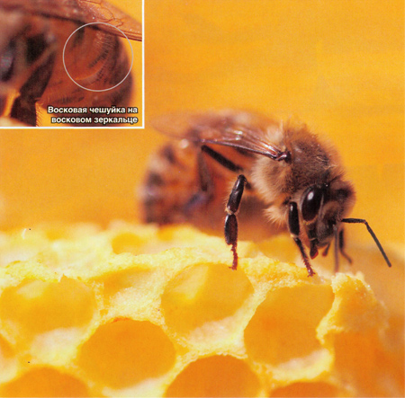Восковая чешуйка на восковом зеркальце у пчелы