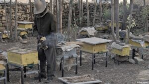 Эфиопских пчеловодов учат итальянцы