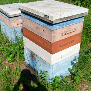 Продажа пчелосемей в Красноярском крае