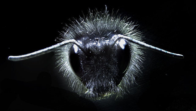 Пчёлы ощущают электрические поля. Открытие ученых