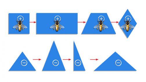 Пчелы отличают четырехугольники от треугольников, ориентируясь по количеству углов